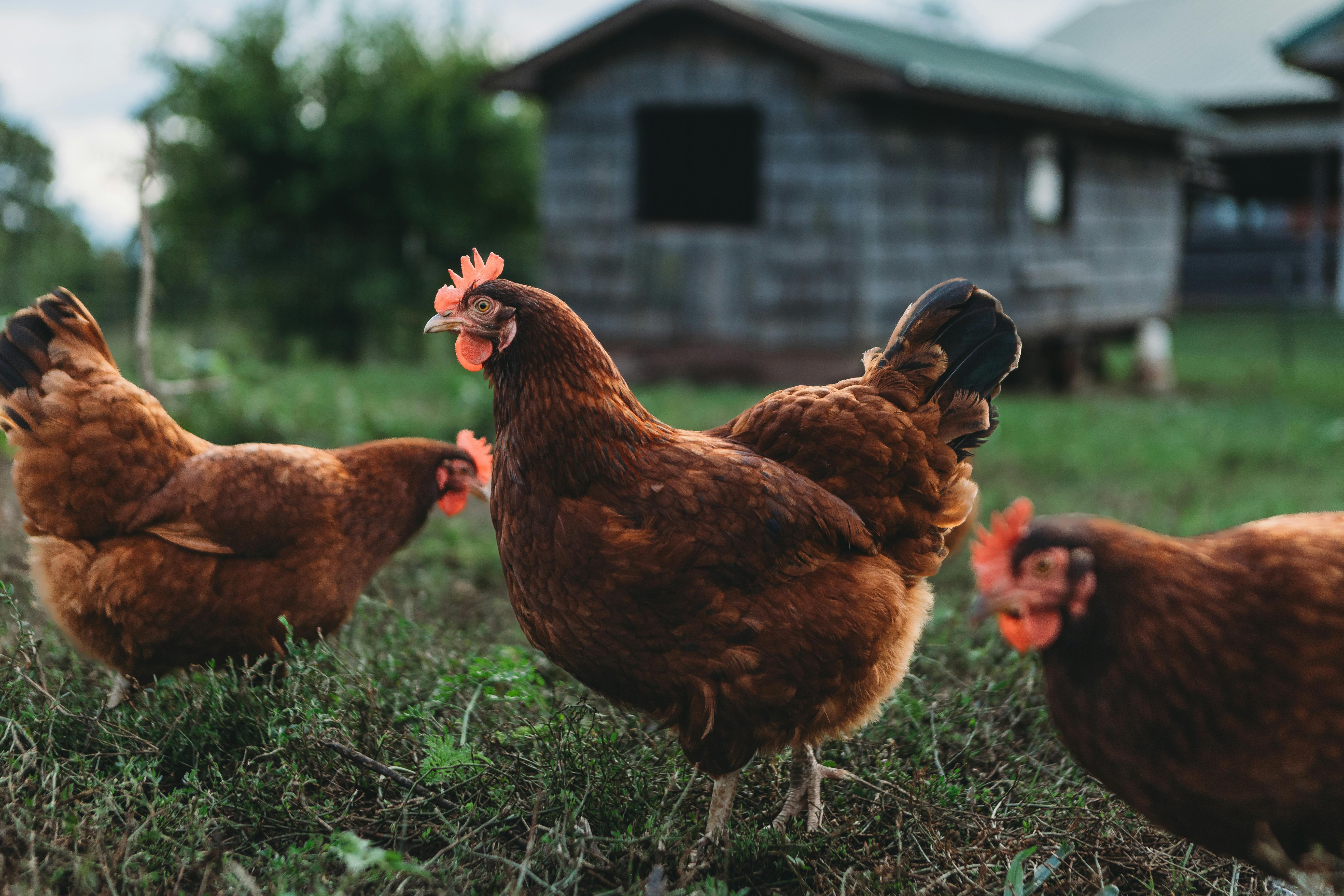 Galinha Rhode Island Red em criação rural.