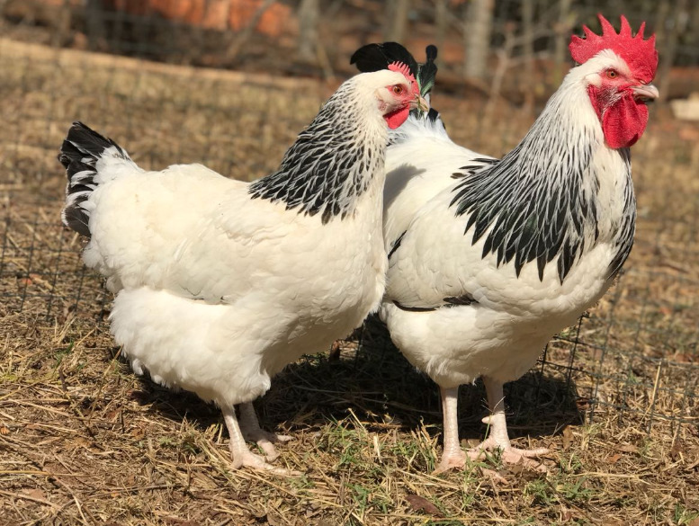 Galinha Sussex de plumagem clara em ambiente de campo.