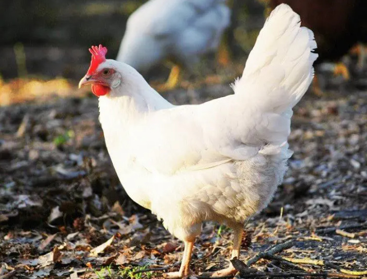 Galinha Leghorn branca em pasto verde.