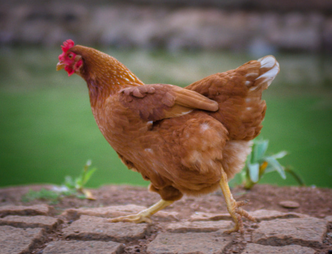 Galinha Isa Brown em criadouro doméstico.
