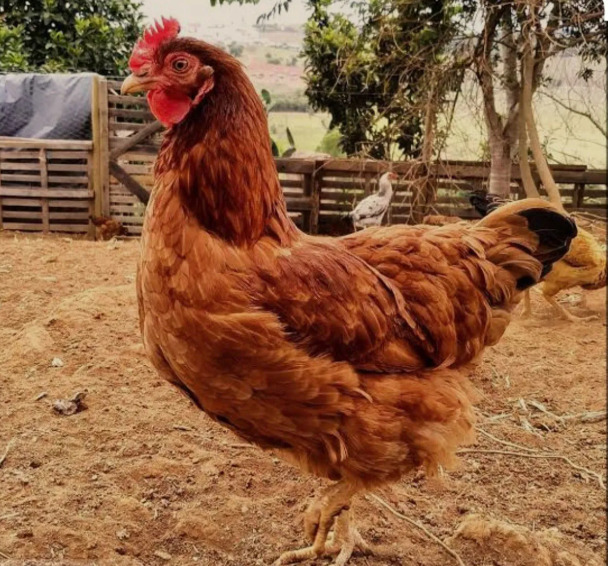 Galinha Embrapa 051 criada em ambiente rural.