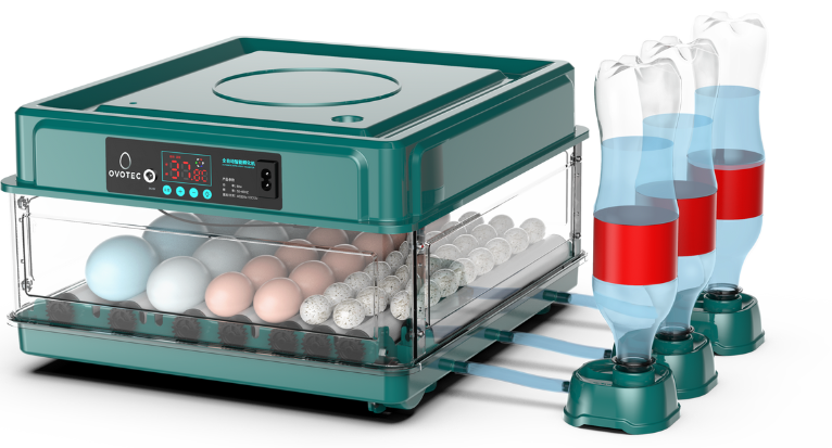 Chocadeira automática OvoTec com ovos de codorna e sistema de umidificação externo.