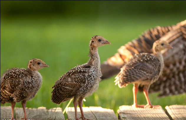 Filhotes de peru ao lado da mãe em ambiente verde, simbolizando criação saudável de perus