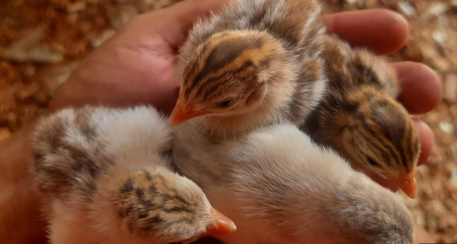 Filhotes de galinha-da-angola sendo segurados na mão representando o início da criação dessas aves